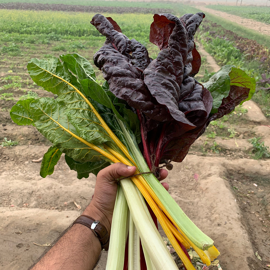 Rainbow Swiss Chard