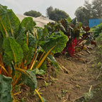 Rainbow Swiss Chard