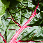 Rainbow Swiss Chard