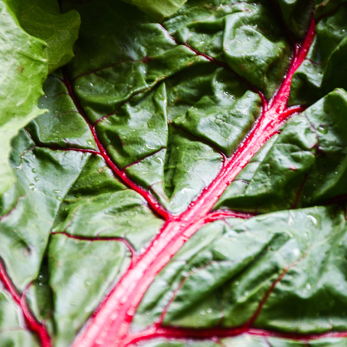 Rainbow Swiss Chard