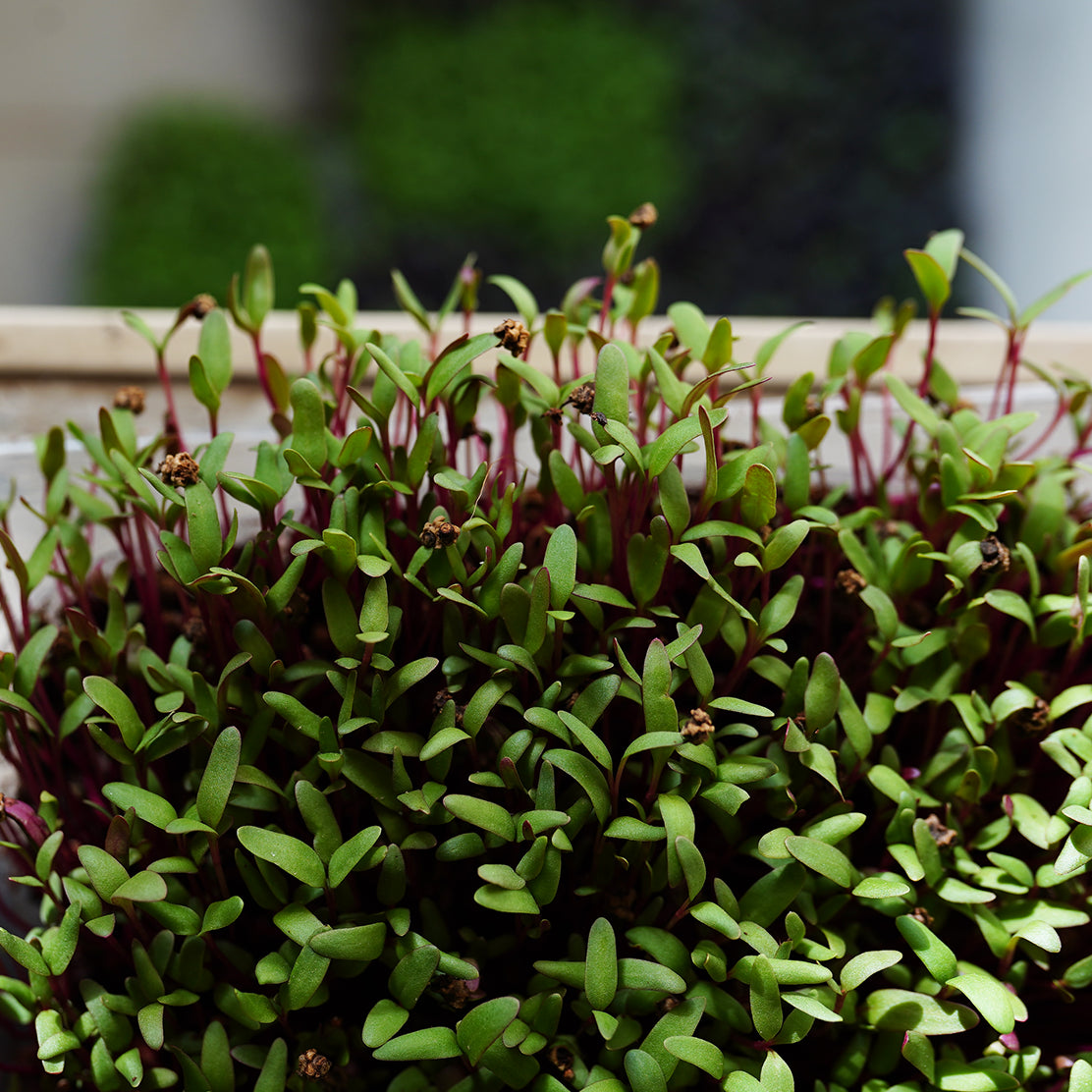 Swiss Chard Microgreen