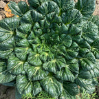Tatsoi