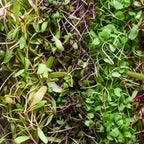 Microgreen Mix