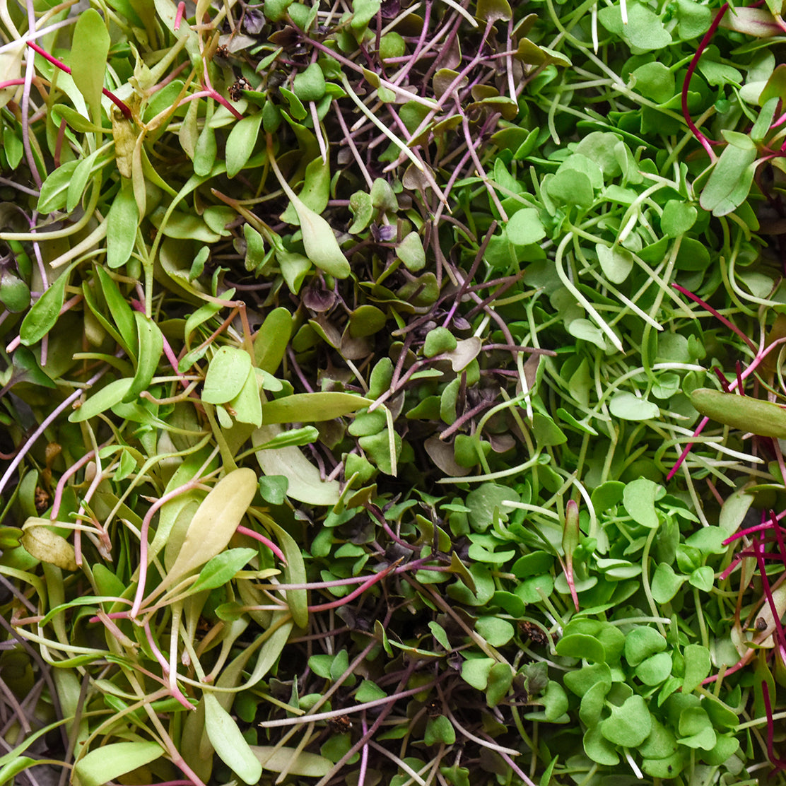Microgreen Mix