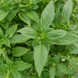 Thai Basil