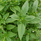 Thai Basil