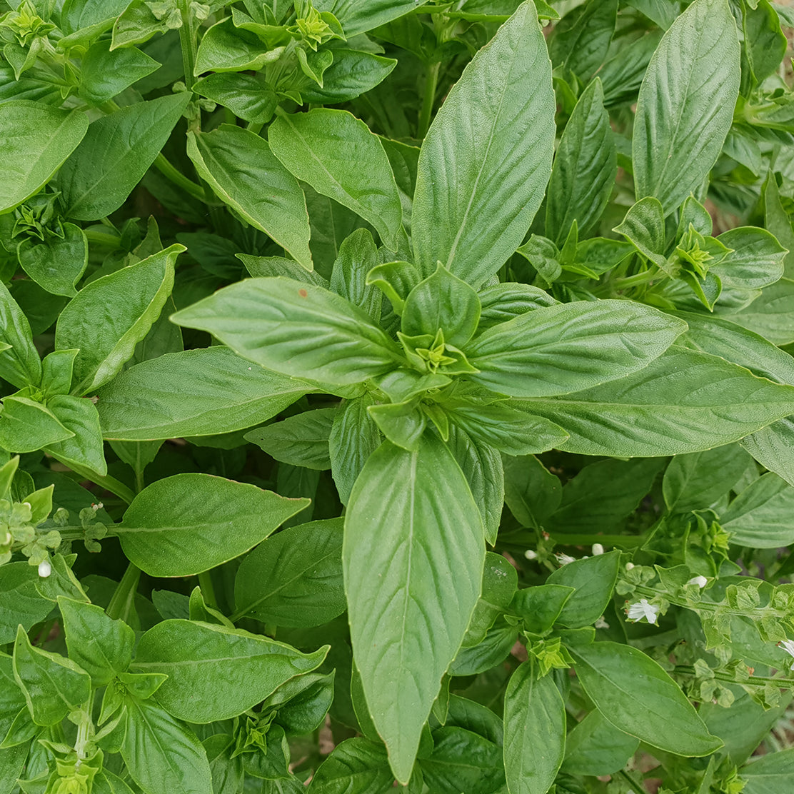 Thai Basil
