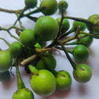 Thai Brinjal