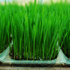 Wheatgrass Microgreen Live