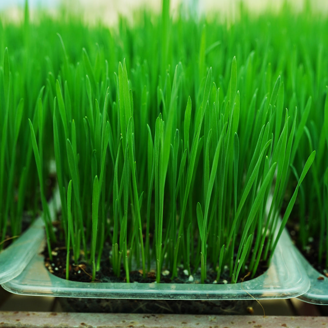 Wheatgrass Microgreen Live