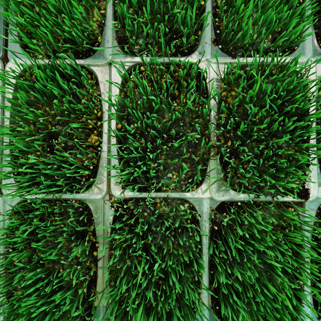 Wheatgrass Microgreen Live